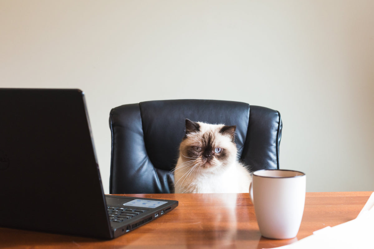 Essential Oil Diffuser Safety: Pets, Pregnancy & Best Practices